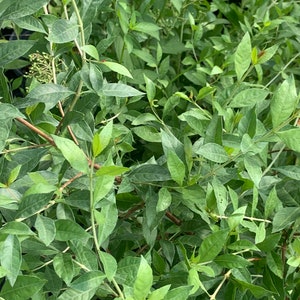 HENNA Mehandi Dye leaves ,Lawsonia Inermis used in Tattoo
