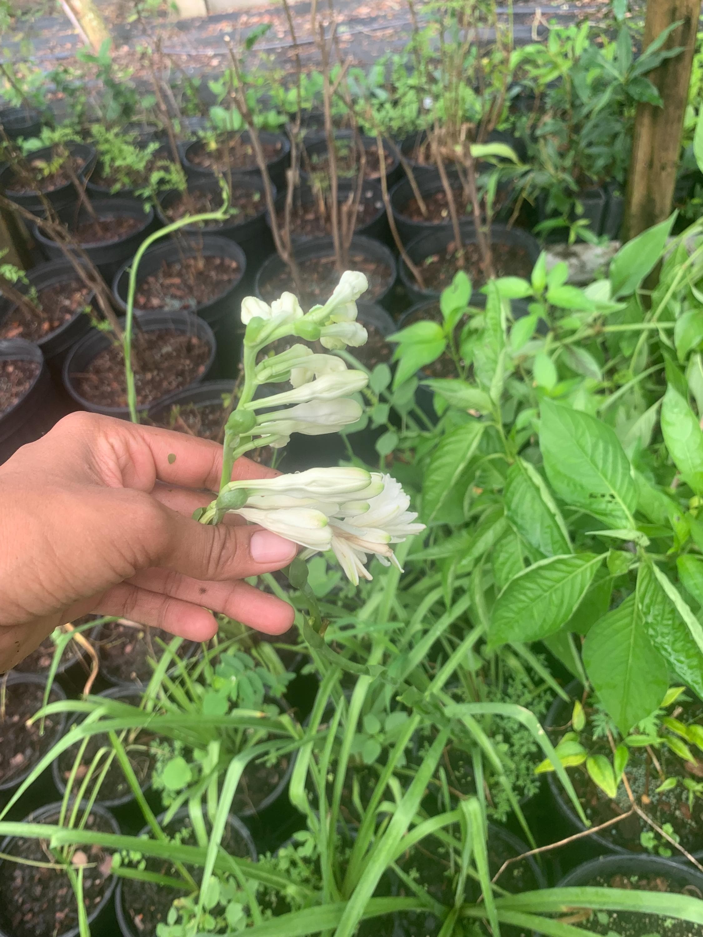 Tuberose / Rajnigandha plant in 4” in pot