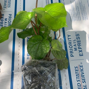May include: A potted green plant with large, heart-shaped leaves. The plant is wrapped in clear plastic and is sitting on a white and blue box with the words "United States Postal Service" printed on it.