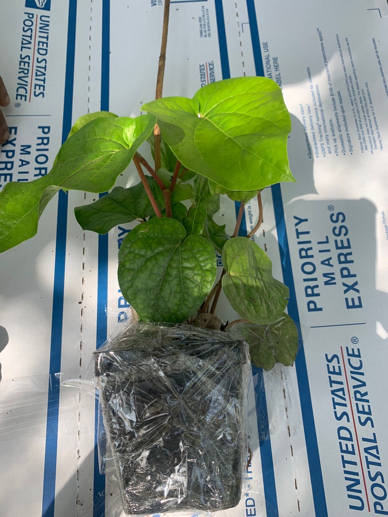 May include: A potted green plant with large, heart-shaped leaves. The plant is wrapped in clear plastic and is sitting on a white and blue box with the words "United States Postal Service" printed on it.