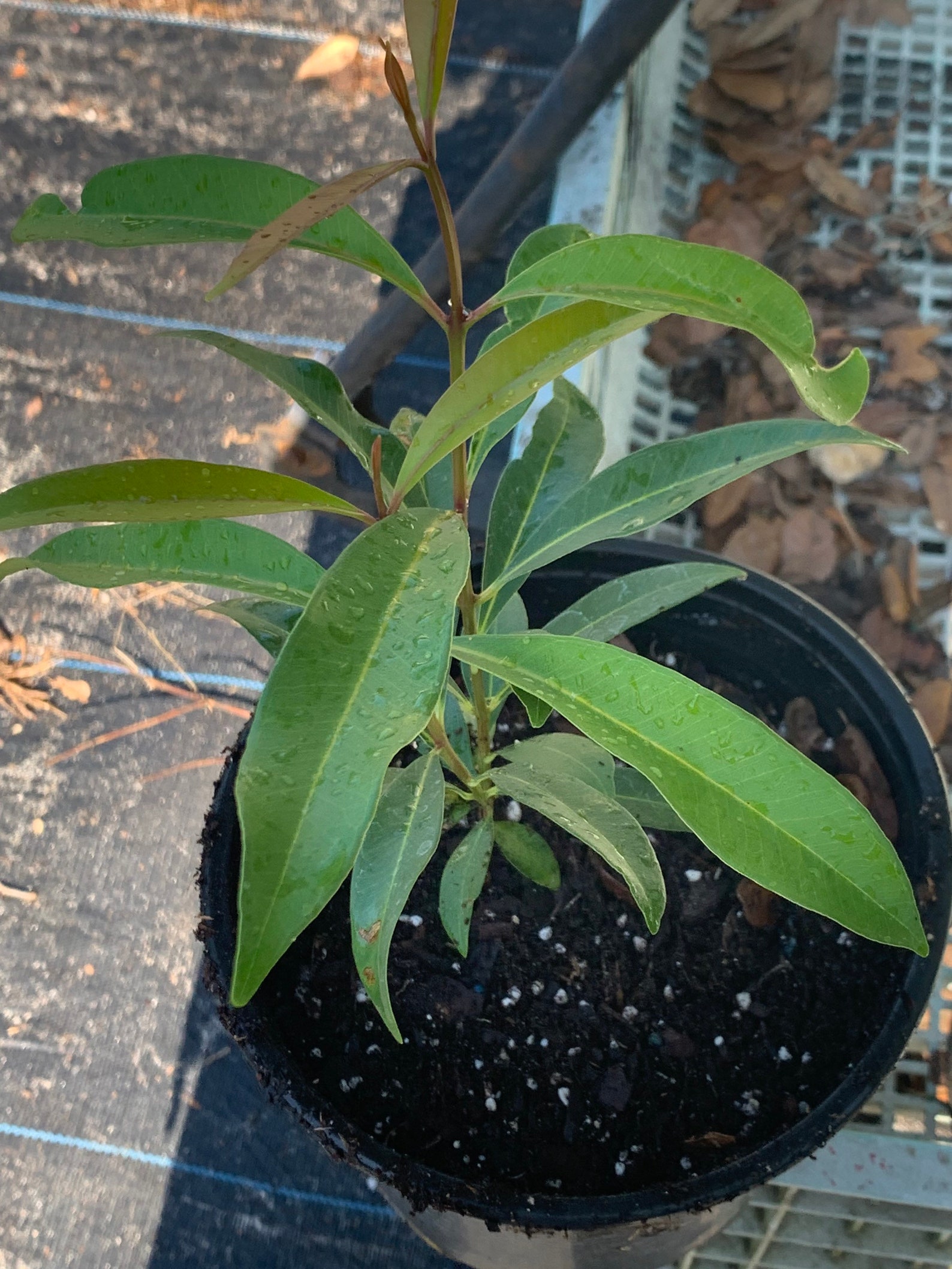 Java Plum/ Black Jamun/ Malabar Plum Tree Plant 12 Tall Etsy