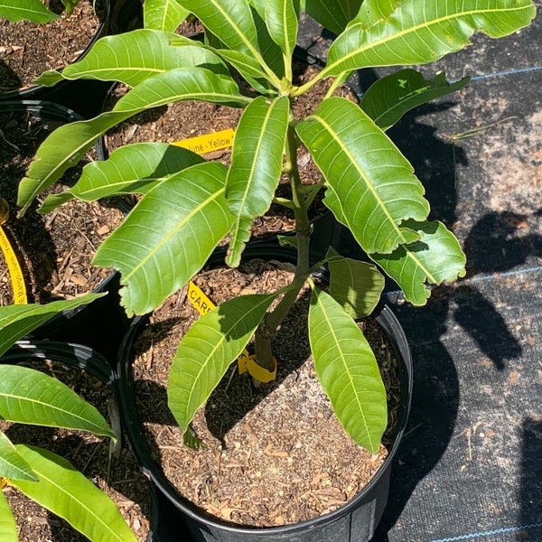 Árbol de mango enano Carrie: Planta injertada en maceta de 3 galones