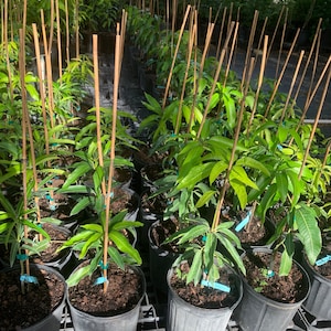 Caribbean Collection- Julie mango tree plant  Grafted in 3 gallon pot