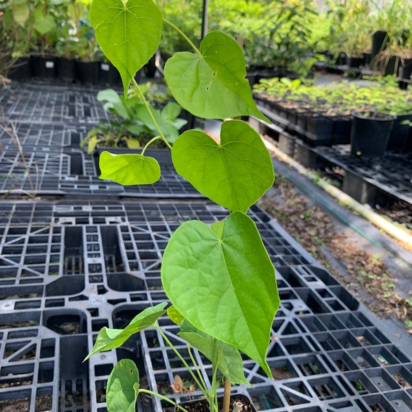 Giloy (Tinospora cordifolia) or guduchi Plant 12” tall in 4” pot / free shipping
