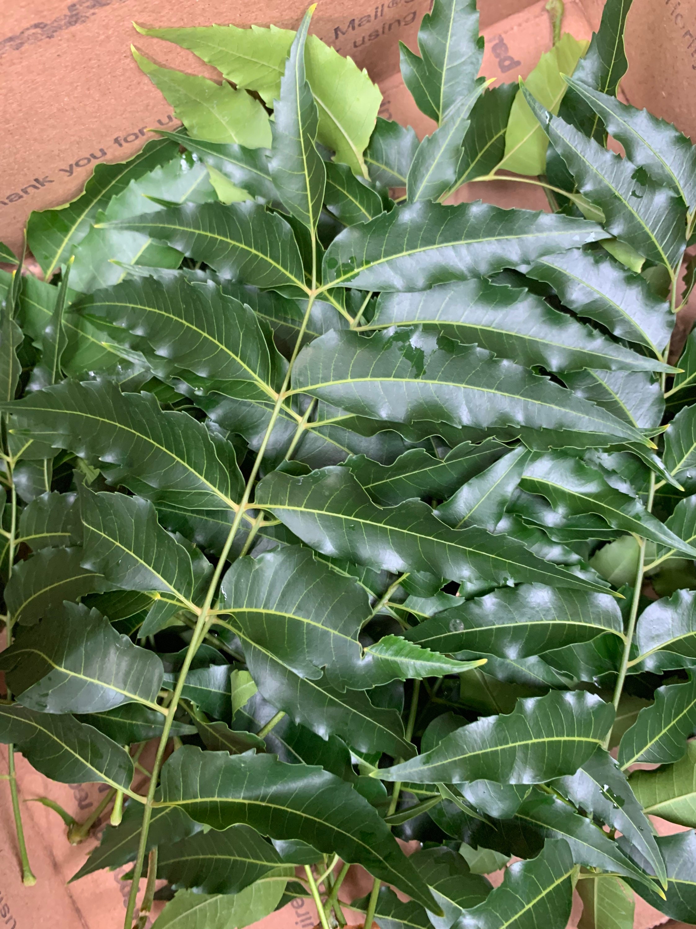 Neem fresh leaves sold by sizes picked from Fl home garden/ Etsy
