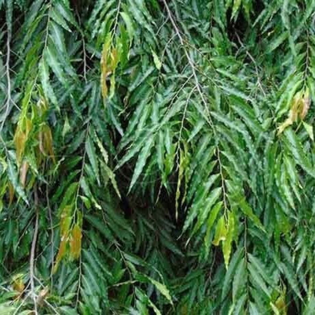 Ashoka Fresh Leaf saraca Indica 30 Leaves/free Shipping Etsy