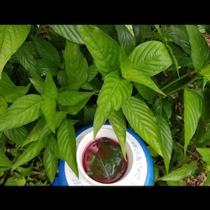 Justicia Spicigera: Insulin Plant in 4&quot; Pot