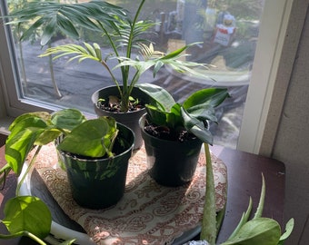 5 combo live houseplants winter special The Parlor Palm, Pothos , Snake plant in 4 “ pot plus Aloe Vera and Rubber plant in Soil wrapped