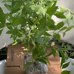 Vilvam plant cheap