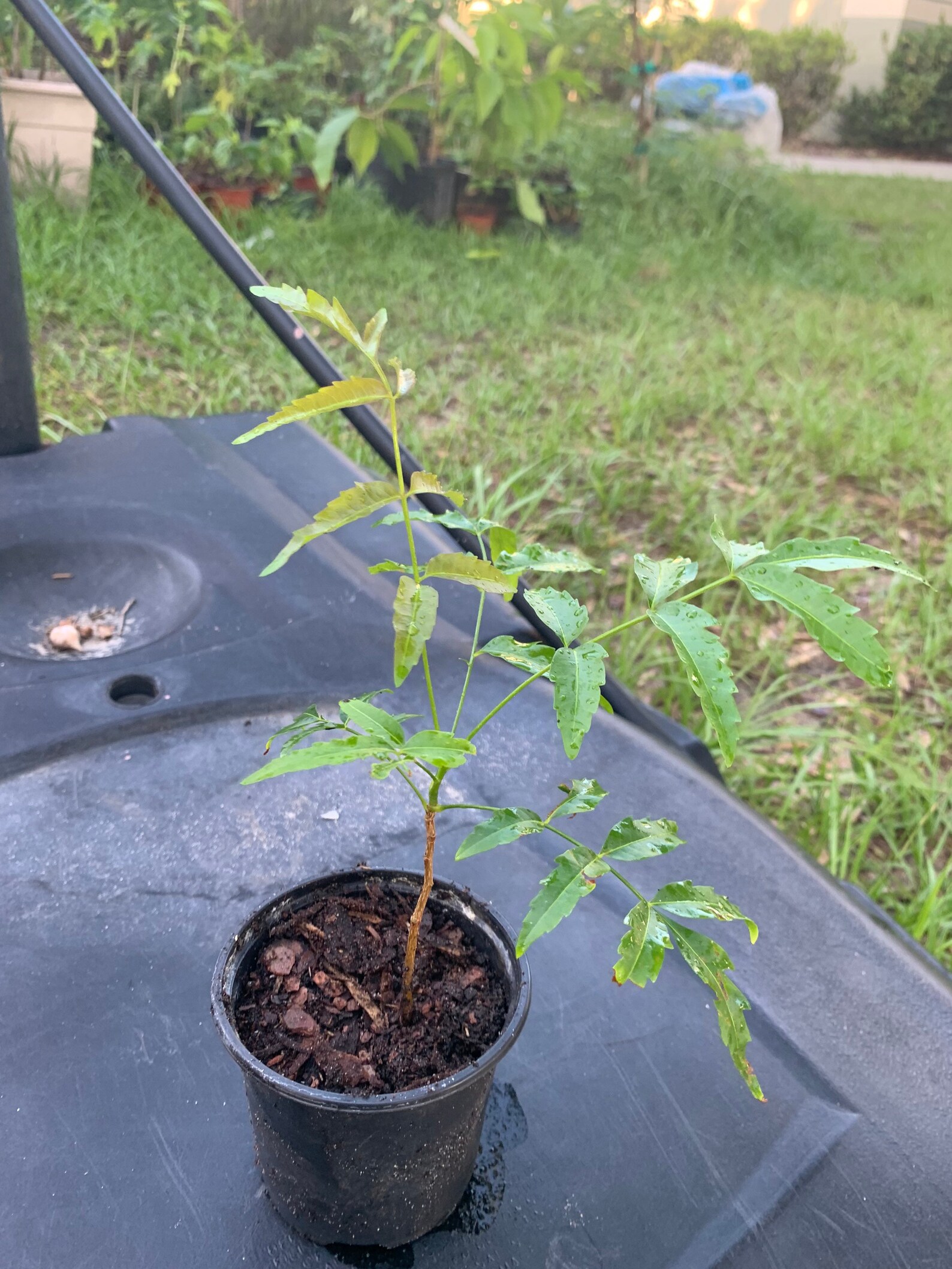 Neem small plant 8 to 10n each ship in 4 inch pot// free Etsy