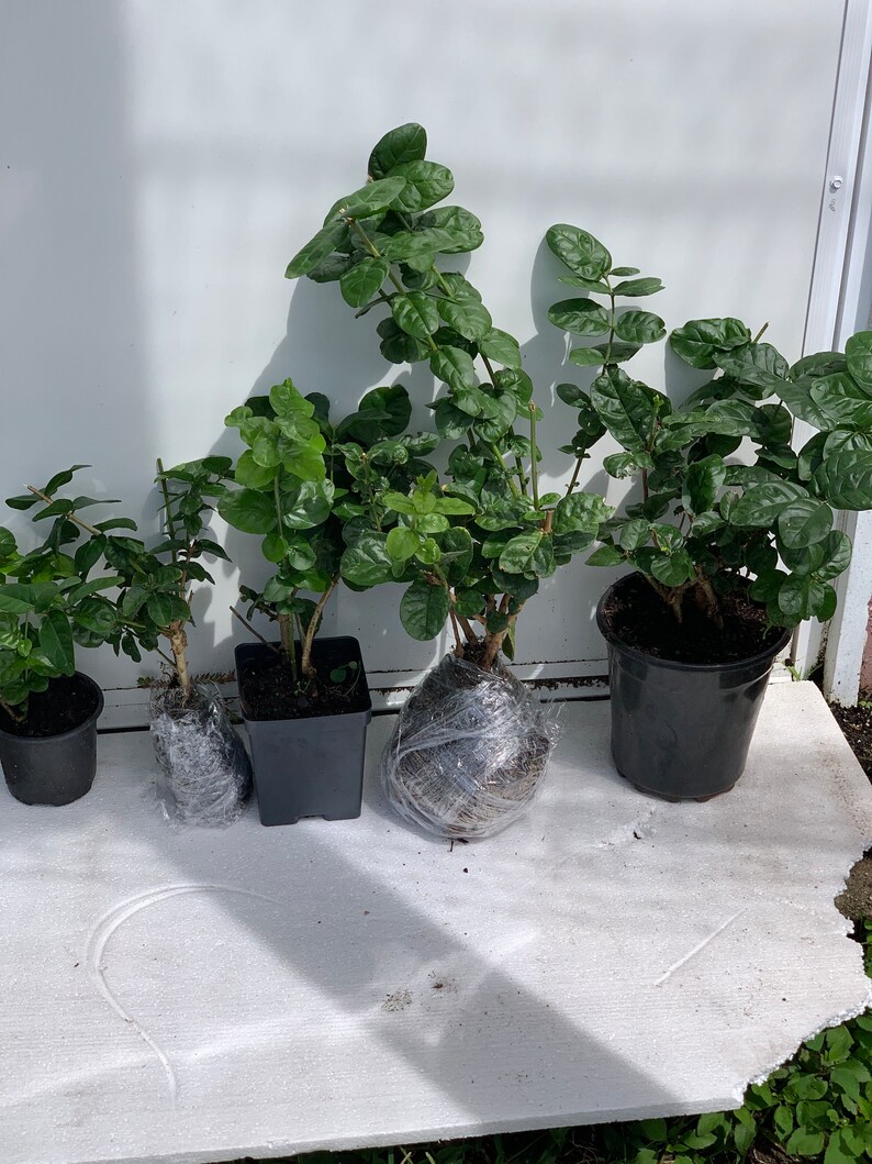 NZFarms Grand Duke of Tuscany Jasmine Plant - Thumbnail 2