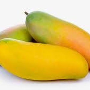 Maha Chanok Thai Mango Tree, Grafted, 13 in Tall Container in 6in Pot