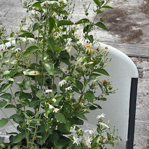 May include: A potted jasmine plant with vibrant green leaves and clusters of small, white, star-shaped flowers. The plant is in a black pot, and the background is a light gray surface.