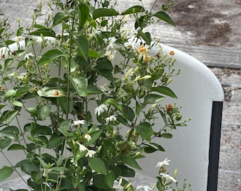Indian Jui Jasmine, Virajaji Plant (Jasminum molle) bushes plant in 3 gallon  pot/ free shipping