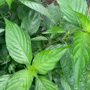 Fresh Insulin Plant Leaves - 45 Count