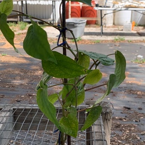 May include: A green leafy plant with vines growing up a wooden stake. The plant is in a brown pot and is sitting on a wooden table with a wire mesh top.