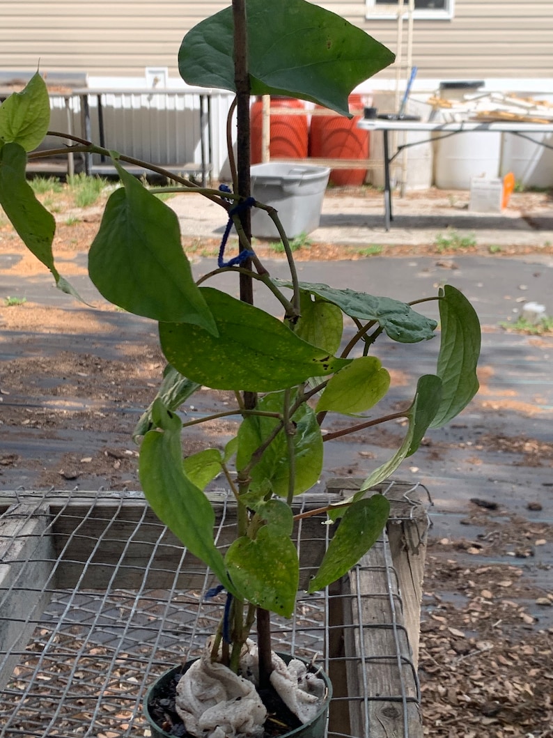 May include: A green leafy plant with vines growing up a wooden stake. The plant is in a brown pot and is sitting on a wooden table with a wire mesh top.