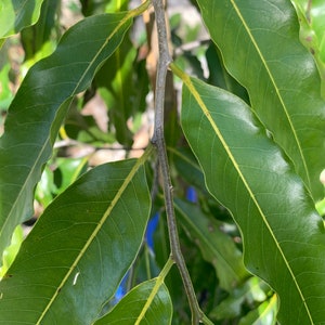 Ashoka fresh leaf Saraca indica 30 leaves/free shipping image 2