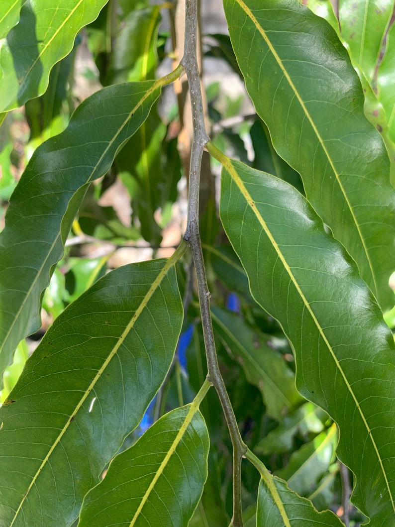 Ashoka fresh leaf Saraca indica 30 leaves/free shipping image 2