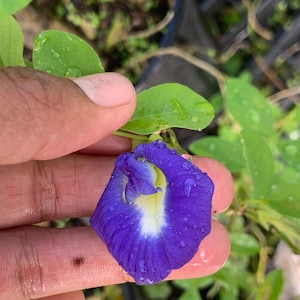 Blue Butterfly live plant  well rooted sell by sizes