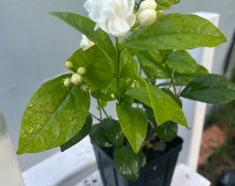 Dontara Malli Jasmine double flower , gundu malli, Arabian Jasmine, mogra live plant sold from cutting w/o roots to 12” tall in 4” pot