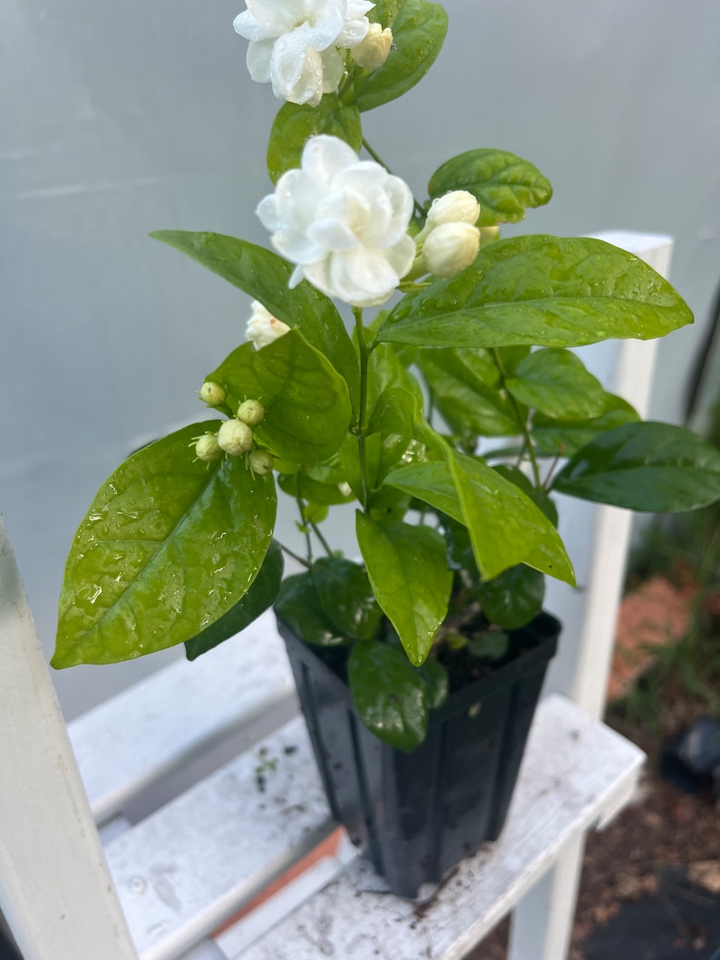 May include: A small potted jasmine plant with white flowers and green leaves. The plant is in a black plastic pot.