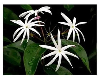 Pink Angelwing star Jasmine / Jasminum Nitidum bushes 12” tall in 4” pot
