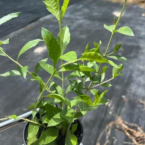 Henna (Lawsonia inermis)Mehndi sell by sizes mature plant in small pot / free shipping