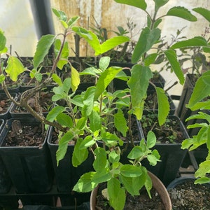 Rama green Tulsi,  Basil (Ocimum tenuiflorum) well rooted sold by sizes