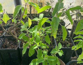 Rama Tulsi,  Basil (Ocimum tenuiflorum) well rooted sold by sizes 4” in pot