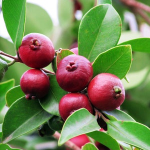 Planta de guayaba fresa: Psidium cattleianum, arbusto de 30 cm