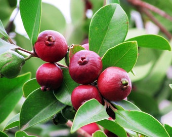 strawberry guava plant, Psidium cattleianum,cattley guava sold by sizes 12” to 2 yrs bushes