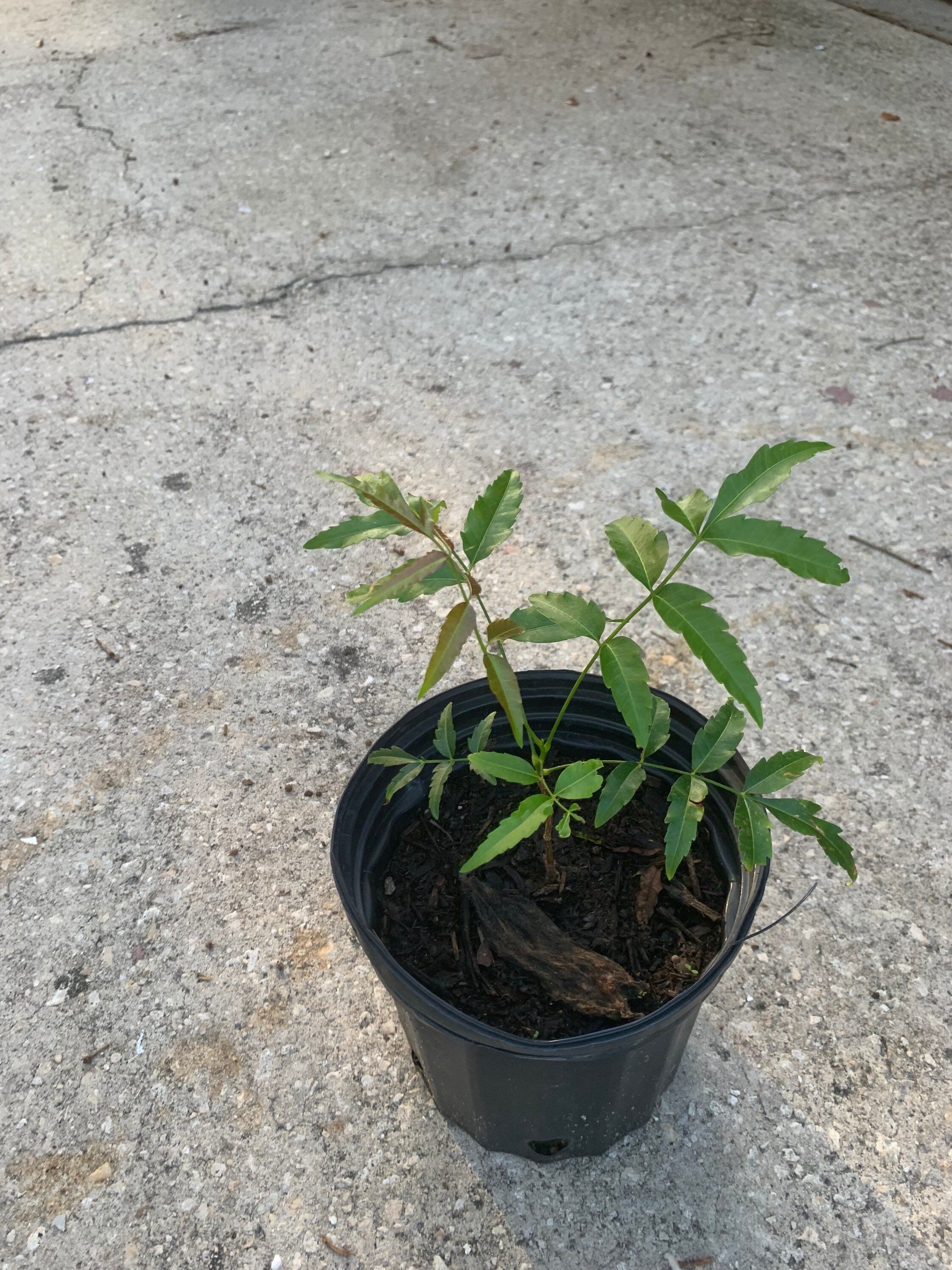 Neem small plant 8 to 10n each ship in 4 inch pot// free Etsy