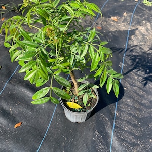 June Plum Tree Spondias dulcis ready with fruit 1.5ft tall grafted in 6in pot image 2