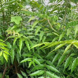 Neem,(Azadirachta indica) live plant also called Neem  or margosa, well rooted price by size 10” tall bushes in small pot free shipping