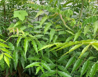 Neem,(Azadirachta indica) live plant also called Neem  or margosa, well rooted price by size 5” tall bushes in small pot free shipping