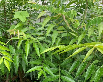 Neem,(Azadirachta indica) live plant also called Neem  or margosa, well rooted price by size 10” tall bushes in small pot free shipping