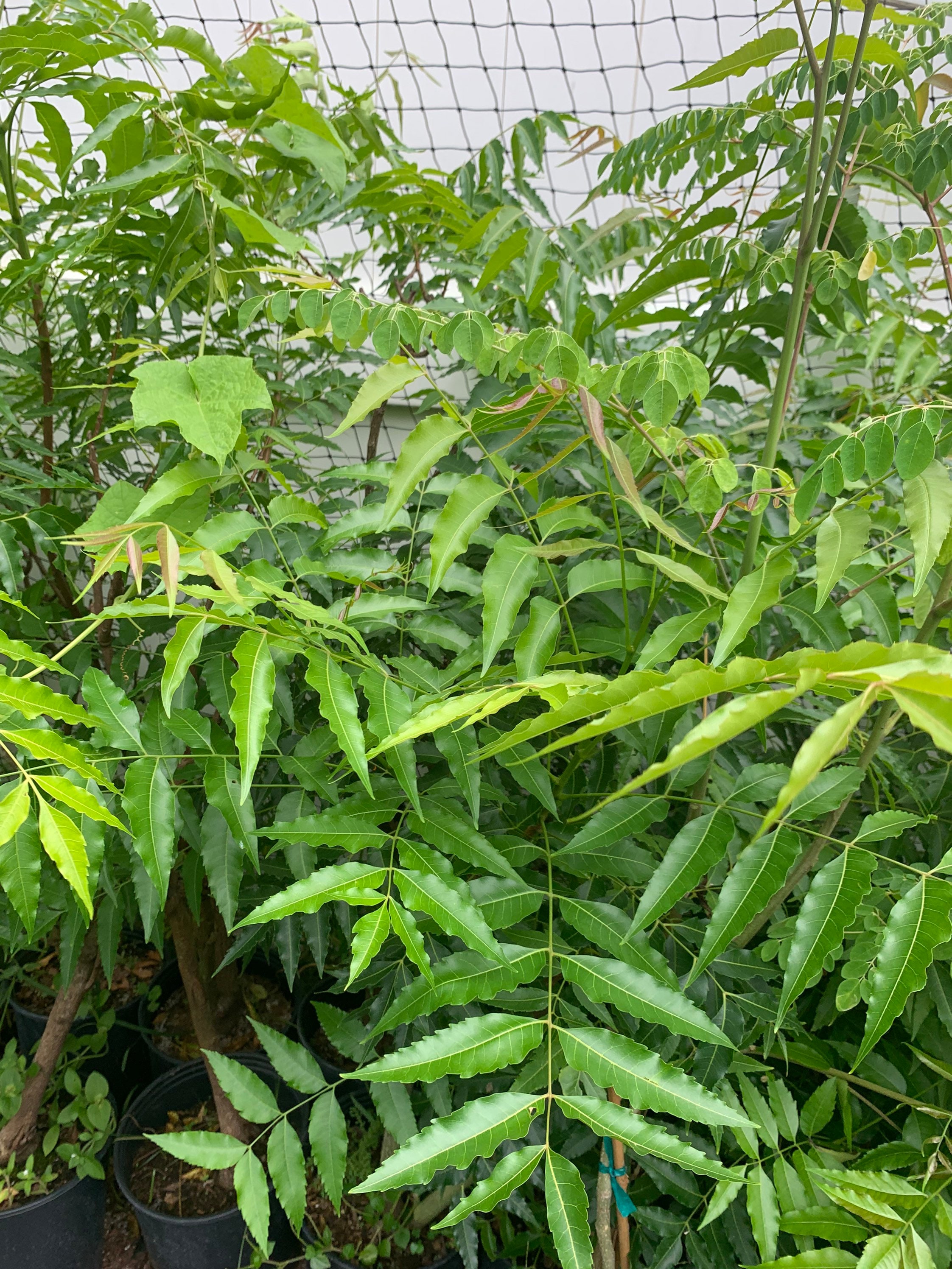 Live Neem Plant (azadirachta Indica) Rooted Plant Sell by Size From Starter  to 3 Years Old - Etsy
