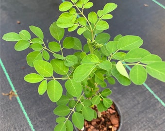 Moringa live plant well rooted upto 8” tall in small pot/free shipping