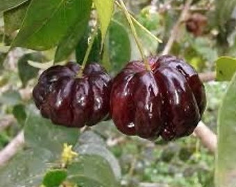 Surinam Cherry, Eugenia uniflora var. Black Star Bushes mature plant 6” in pot