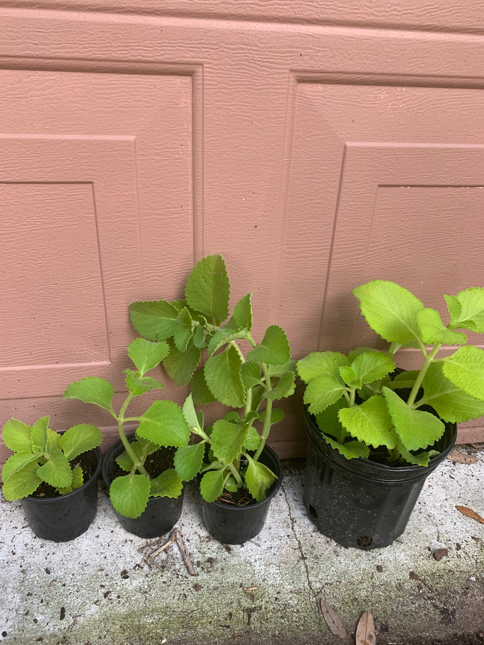 Oregano/Mexican mint/Indian Ajwain sold by sizes from 4 inch Etsy