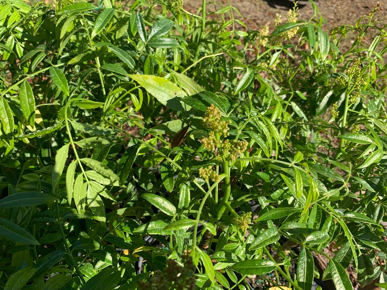 June Plum Tree Spondias dulcis ready with fruit 1.5ft tall grafted in 6in pot image 5