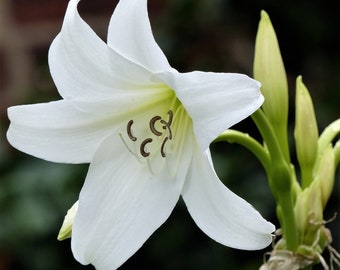 2 in 1 Lovely White Crinum Powellii Bulbs will ship in wrap with soil only / free shipping