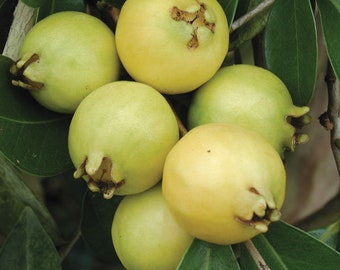 Lemon Guava Tree (Psidium littorale) 12” in tall in 4” in pot
