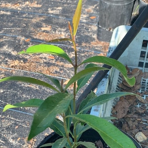May include: A small green plant with new growth in a black pot. The plant has long, narrow leaves and is growing in a black pot.