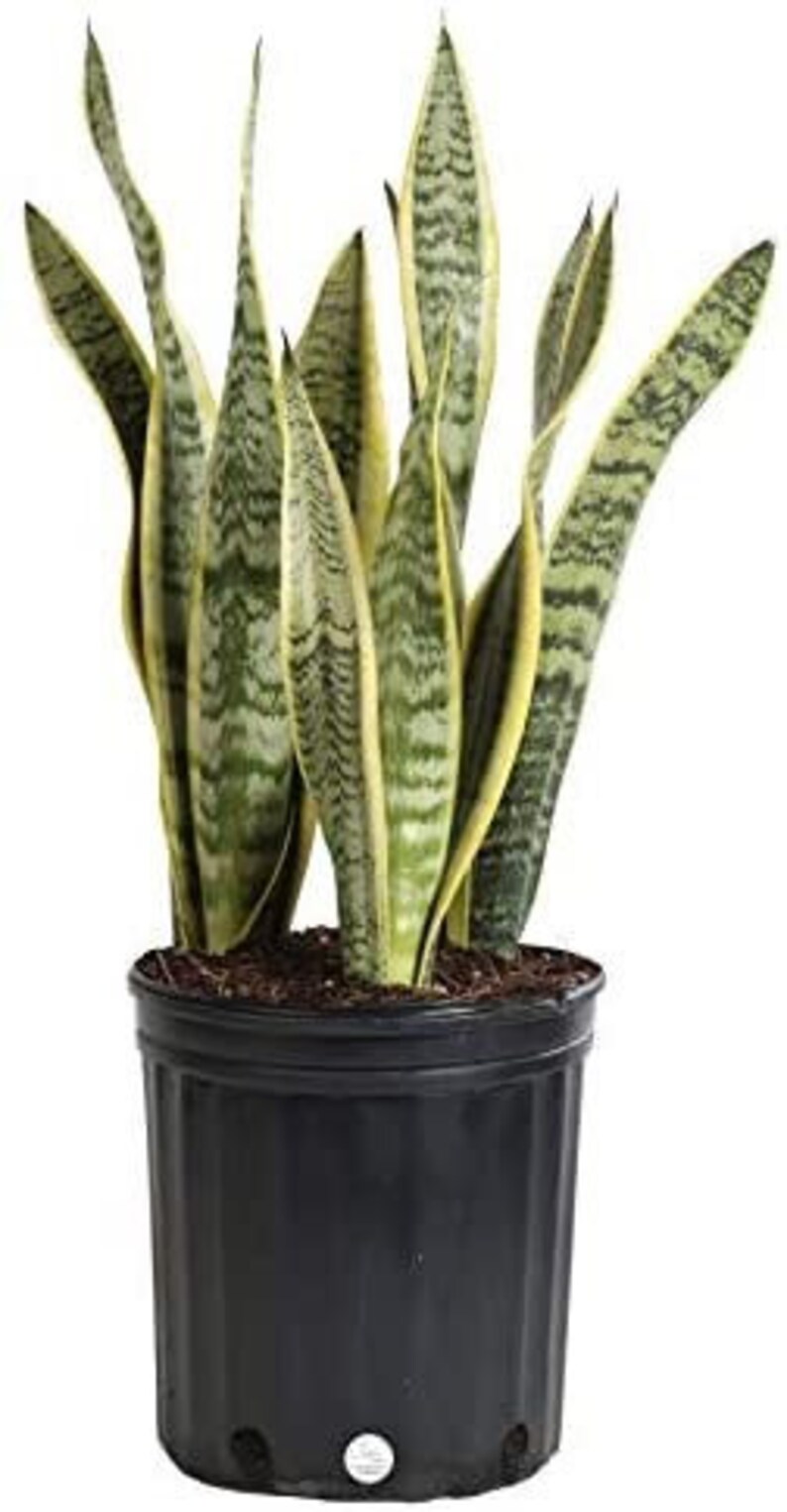 NZFarms Snake Plant