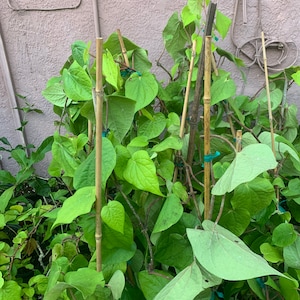 Betel leaf plant, Nagarvelly ,Piper Betle vine,Barui, Bai Phu upto 2ft”tall in 6”  pot”/free shipping