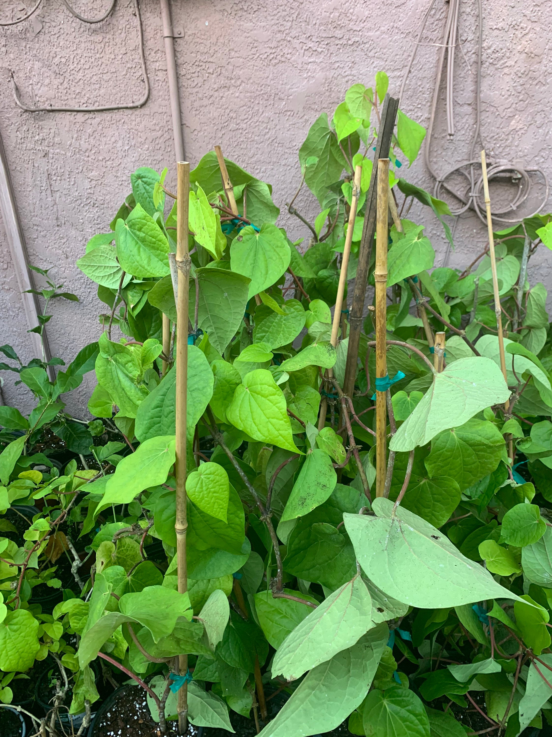 Betel leaf plant, Nagarvelly ,Piper Betle vine,Barui, Bai Phu upto 2ft”tall in 6”  pot”/free shipping