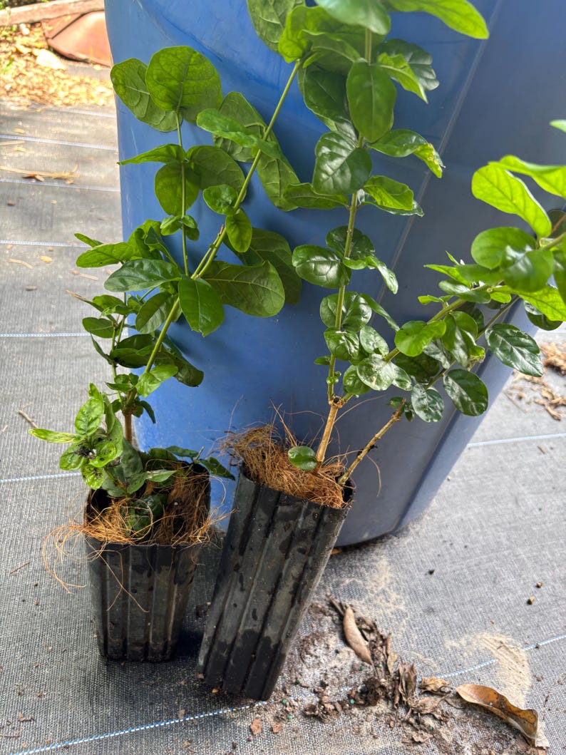 NZFarms Grand Duke of Tuscany Jasmine Plant - Thumbnail 3