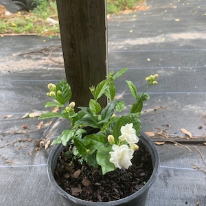 May include: A potted white jasmine plant with several white flowers and green leaves. The plant is in a black plastic pot with brown mulch.